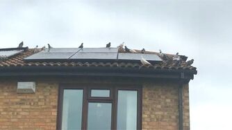 Pigeons breeding on roof with solar panels