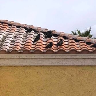 Pigeon infestation on roof